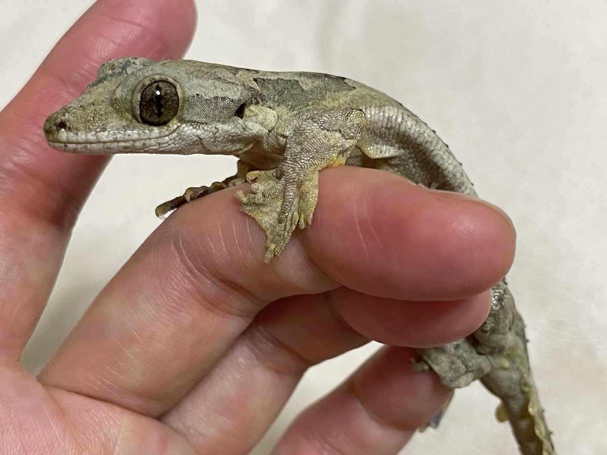 シュモ tweet media