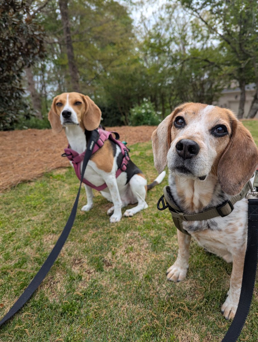 BeagleBrigadeGA's tweet image. Where are our treats? 

You promised mom.

#Beagles
Happy #Friday, pals! ☀️