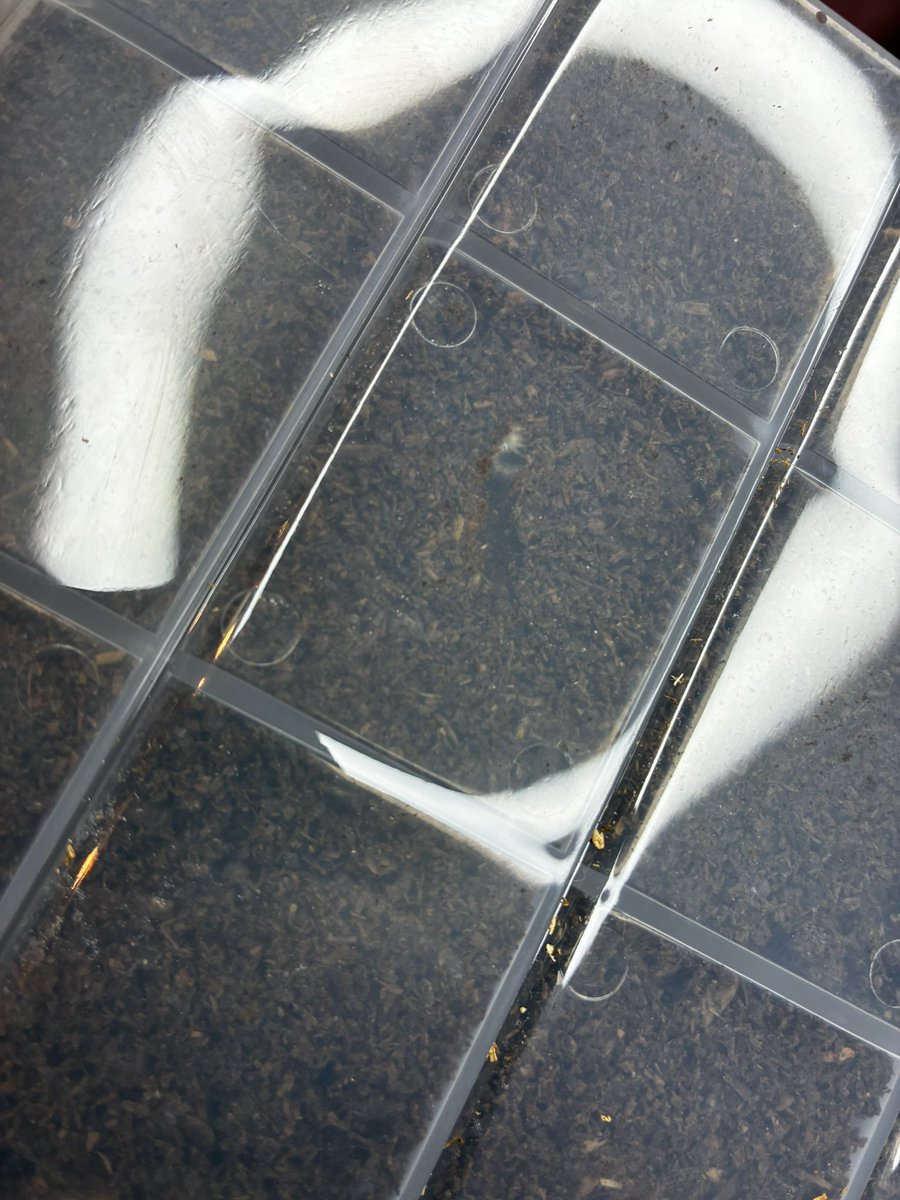 STAG_BEETLE_JAPAN tweet media