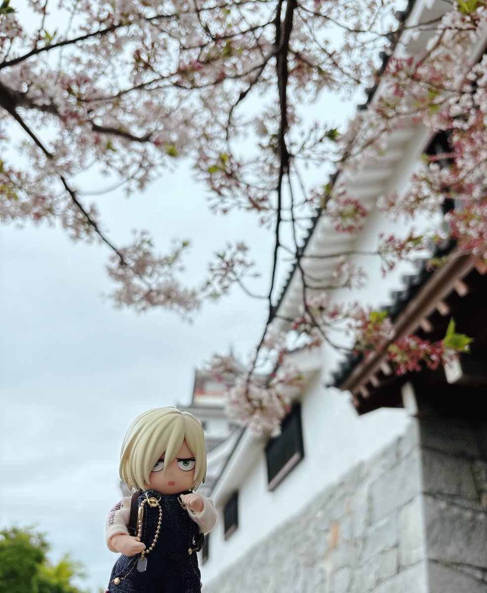 モンステラ tweet media