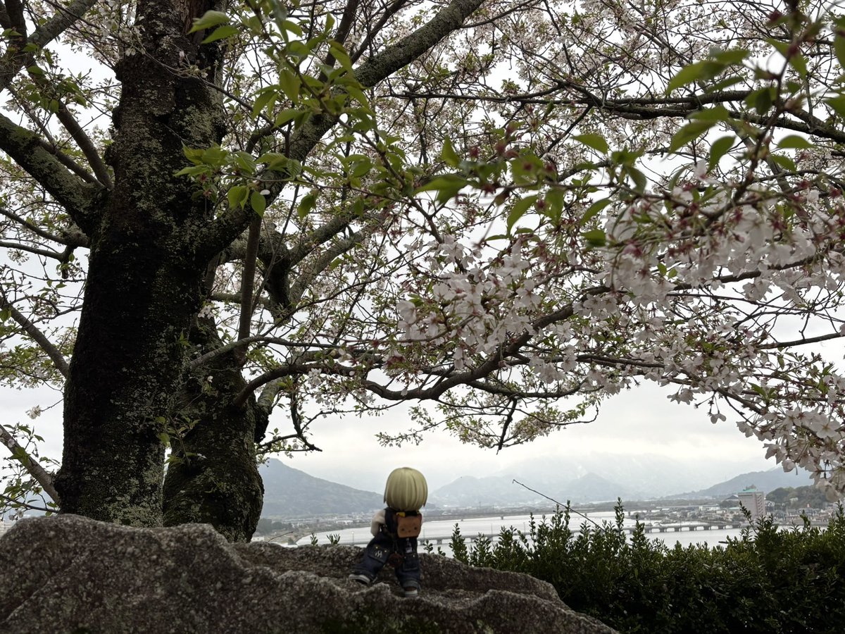 モンステラ tweet media