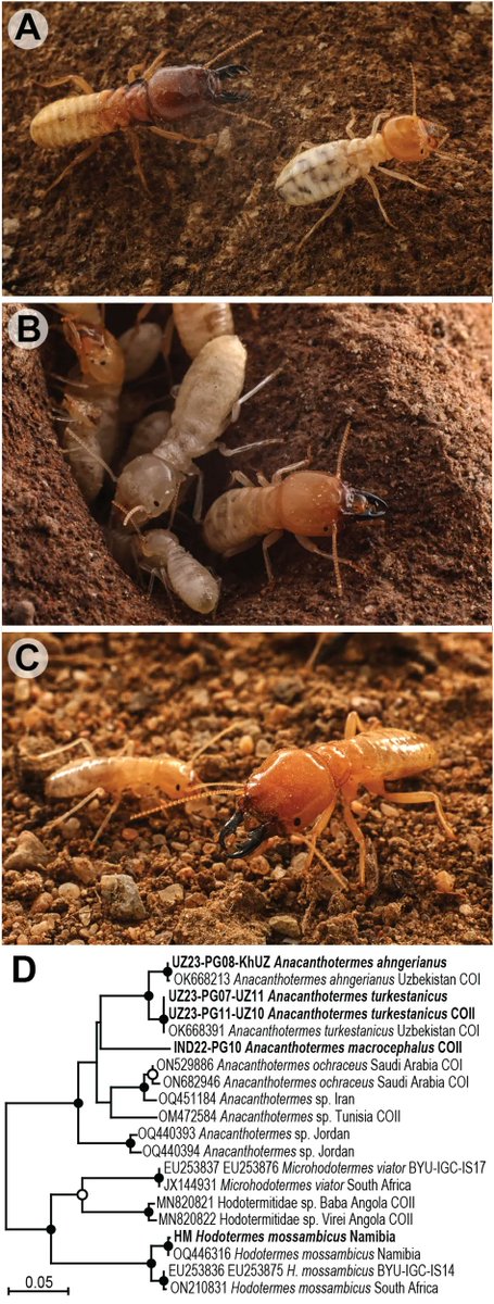 protasov_evgeni's tweet image. Anacanthotermes symbionts clarify the evolutionary history of termite-symbiotic Parabasalia
#microbiology #termites #protists #eukaryotes
doi.org/10.3389/fevo.2…