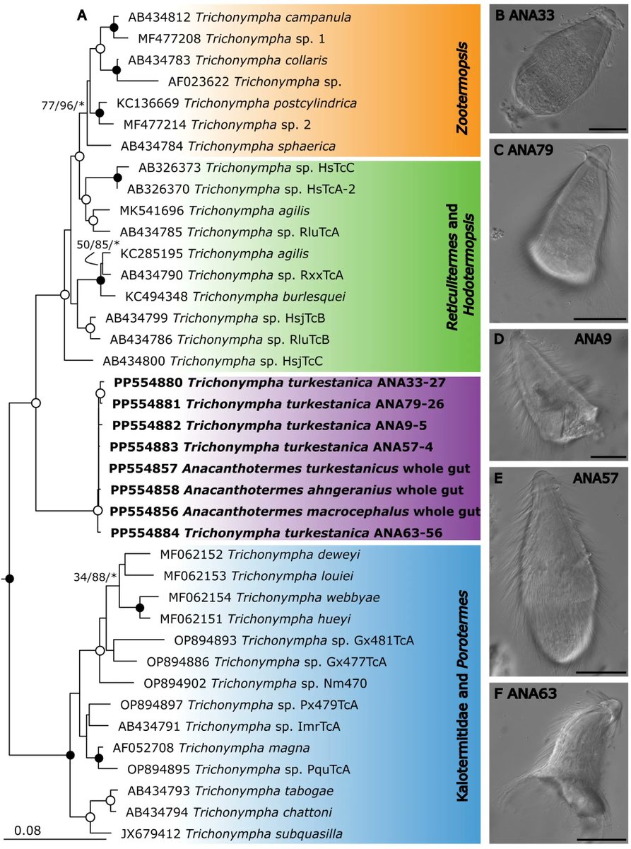 protasov_evgeni's tweet image. Anacanthotermes symbionts clarify the evolutionary history of termite-symbiotic Parabasalia
#microbiology #termites #protists #eukaryotes
doi.org/10.3389/fevo.2…