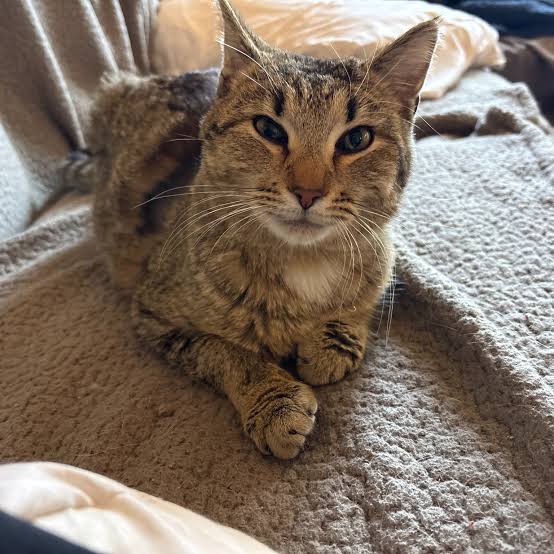 Adaned Bakamlı tweet media