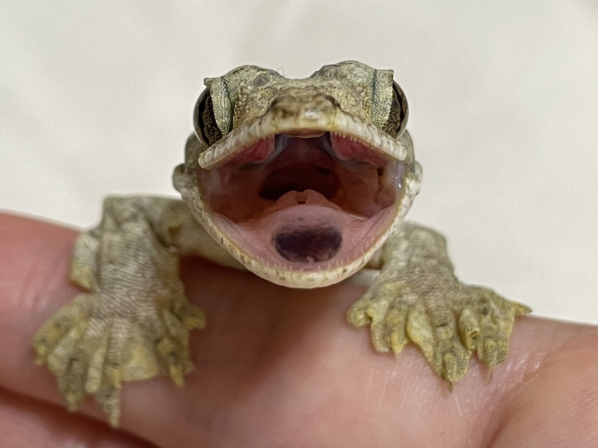 シュモ tweet media