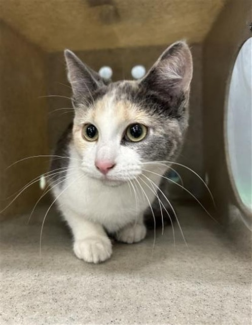 Ally Catmom tweet media