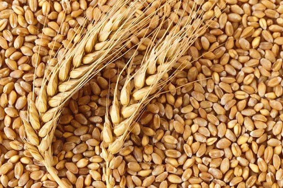 InvGurInd's tweet image. Unseasonal Rains Threaten India Wheat Output, Quality Concerns Rise by Amit Gupta @kediaadvisory  

investmentguruindia.com/newsdetail/uns…

#CommodityTips #ExpertViews @amit_gupta444  @kediaadvisory  #Investmentguruindia