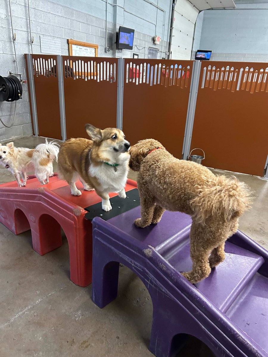 CampBowWowRoch's tweet image. POV your friend request got approved 😯 

#dogfriendship #dogfriend #friendrequest