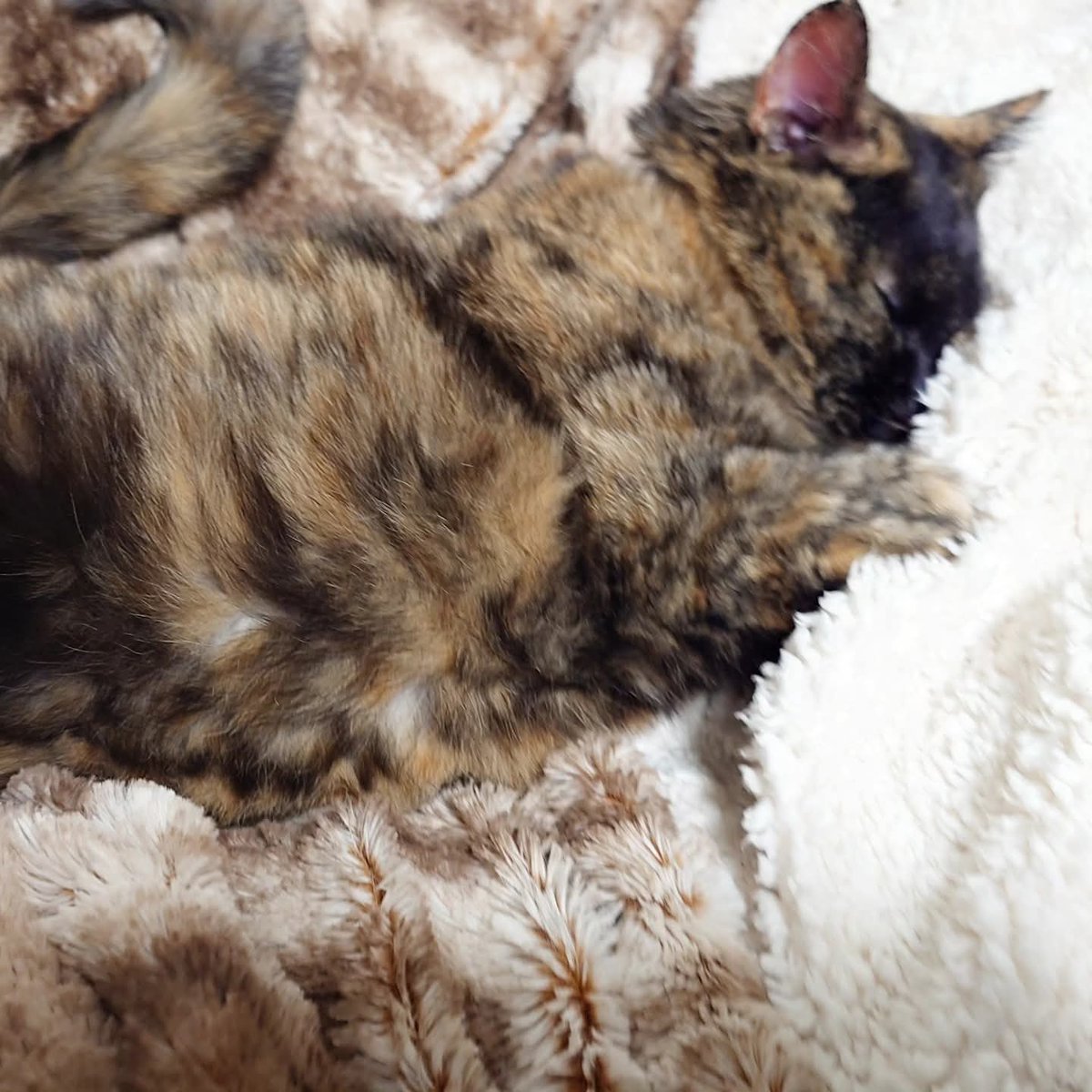 kumakuma tweet media