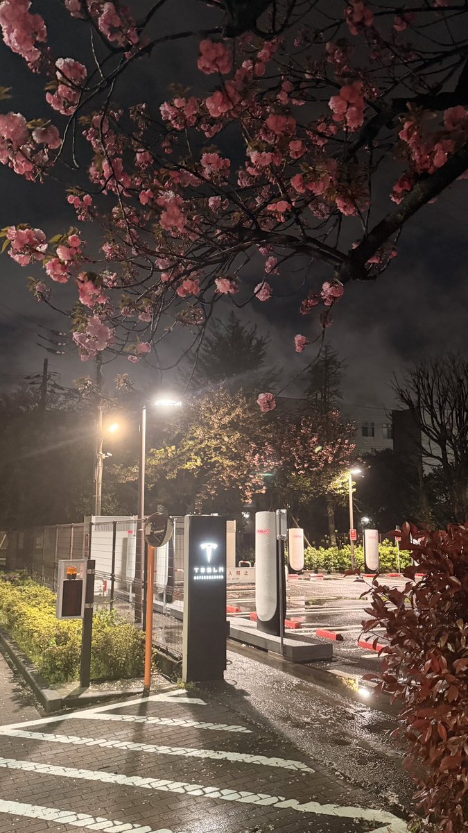 eri_tesla's tweet image. かっこいいデカ充電器見つけた！笑
充電スピード早かったよ🔋
そして八重桜が綺麗に咲いてた🌸
水たまり注意…😩

さて、ここはどこでしょー？🙃
#tesla #SC #テスラ女子 #充電