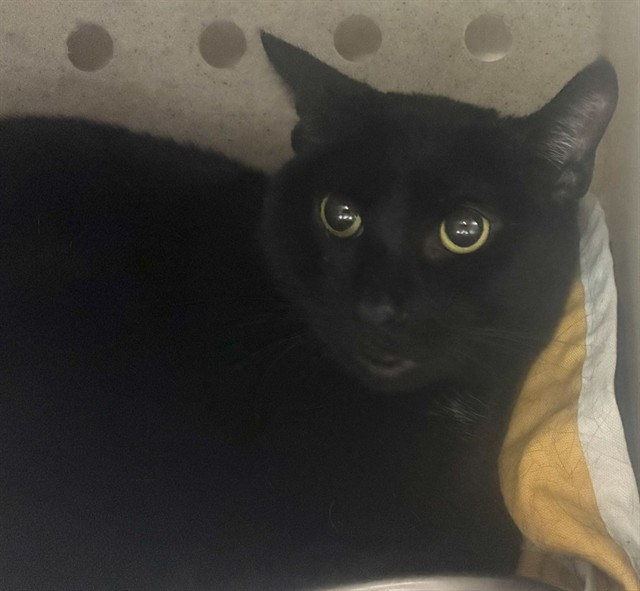 Ally Catmom tweet media