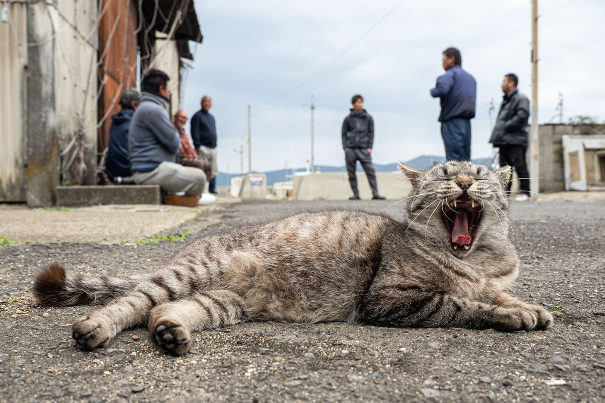 yasuyuki_saka's tweet image. ねこ。 #猫 #ねこ #cat #猫写真