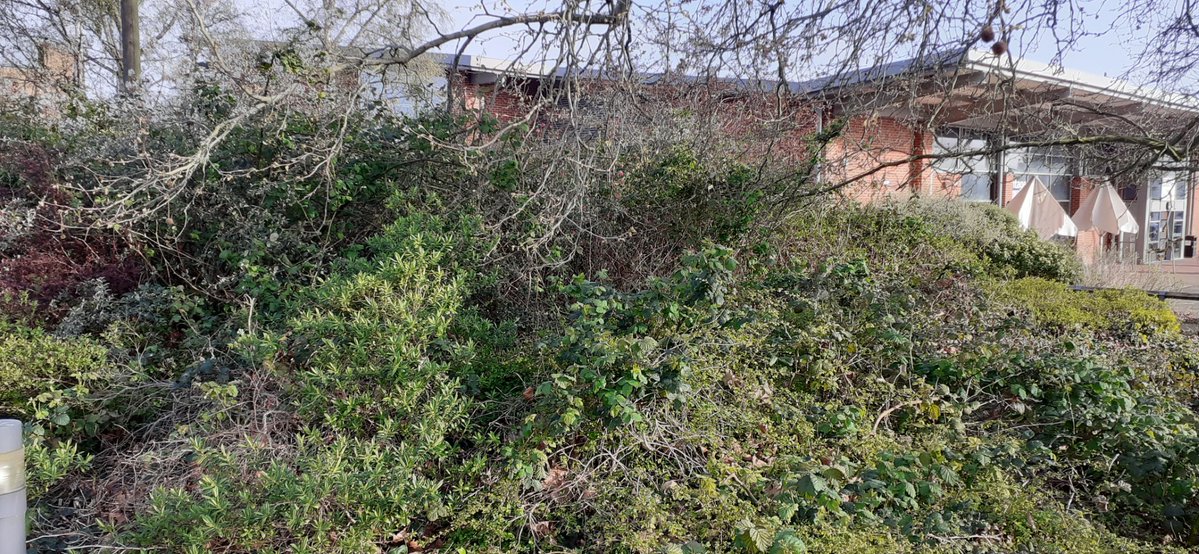 Godolphin tweet media