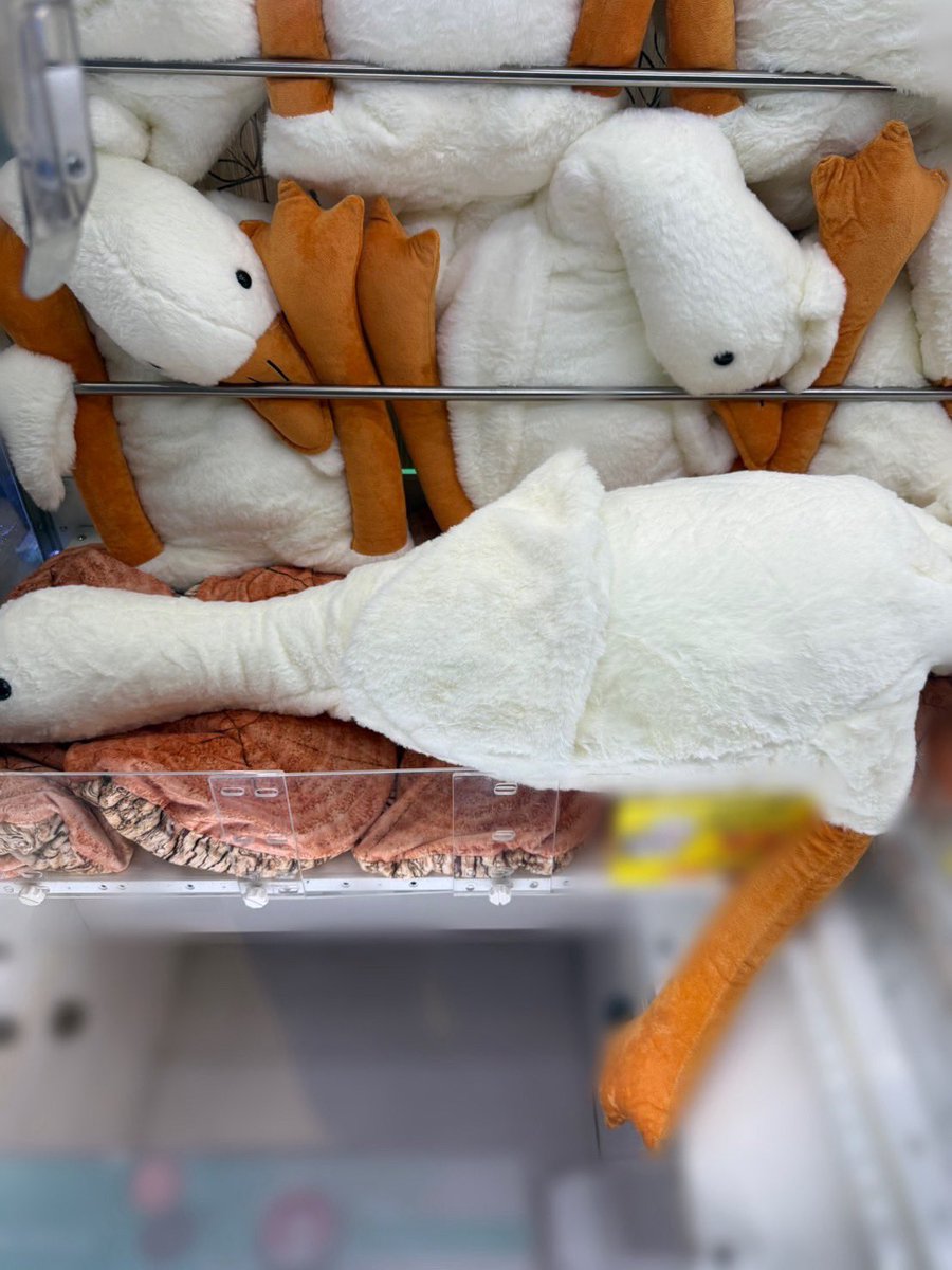 井内悠陽 tweet media