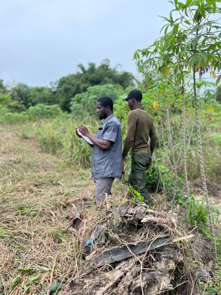 TheAkosahEmma's tweet photo. Hit me up with all your farming, forestry and land reclamation consultancy.

Get in touch and let me get you the best business plan in Cashew, Coconut, Oil Palm, Rubber, Mango and Shea value chains. https://t.co/w6uV27zjKd