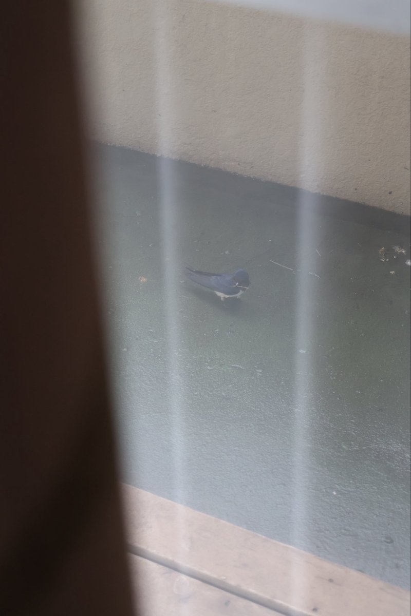 lastavica_'s tweet photo. 今日ベランダの地面をツバメ夫婦がトコトコ歩いてて可愛すぎた😭

自分達が巣の増築で落とした巣材を拾ってたっぽくてウロウロ、、、

かわいすぎて悶絶した😭🍒 https://t.co/WZsdcfcCqG