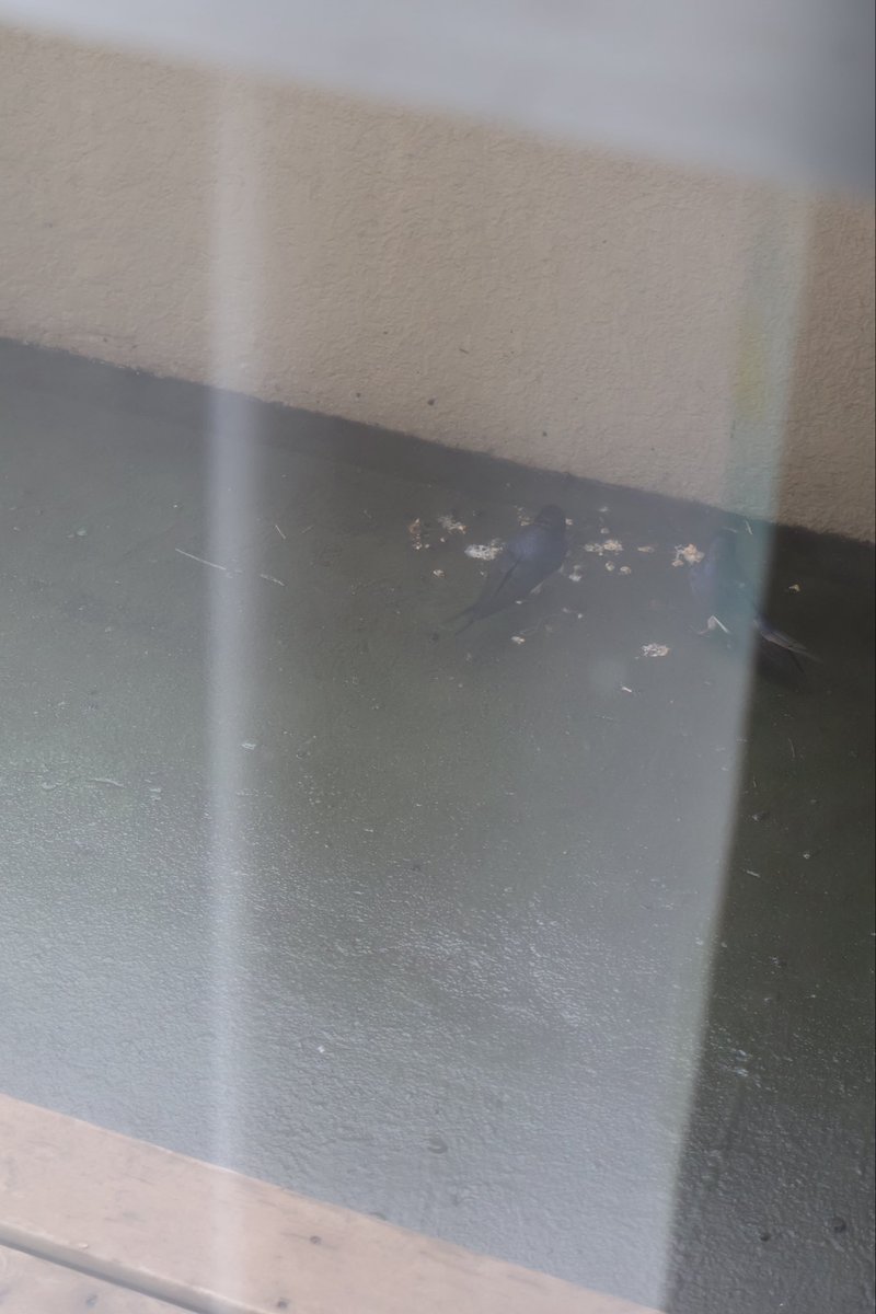 lastavica_'s tweet photo. 今日ベランダの地面をツバメ夫婦がトコトコ歩いてて可愛すぎた😭

自分達が巣の増築で落とした巣材を拾ってたっぽくてウロウロ、、、

かわいすぎて悶絶した😭🍒 https://t.co/WZsdcfcCqG