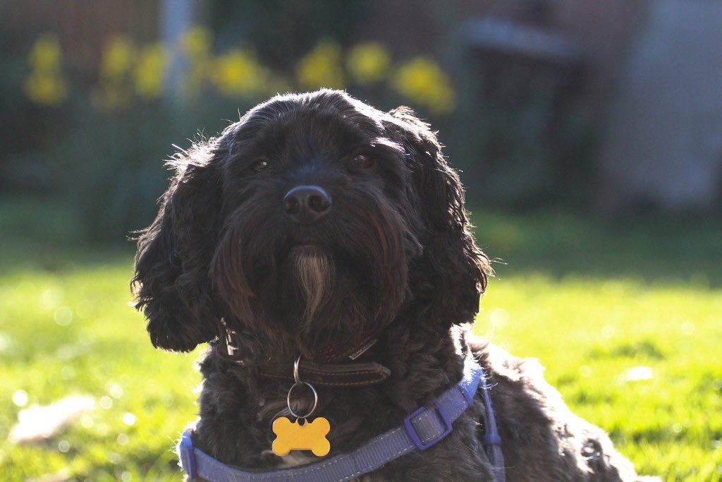 FinleySproodle's tweet photo. We lost my brother, Alfie (and leader of the pack) earlier this week - he would have been 14 next Friday. Our hearts are broken 💔 🌈🐾 https://t.co/W66uLnsbCM