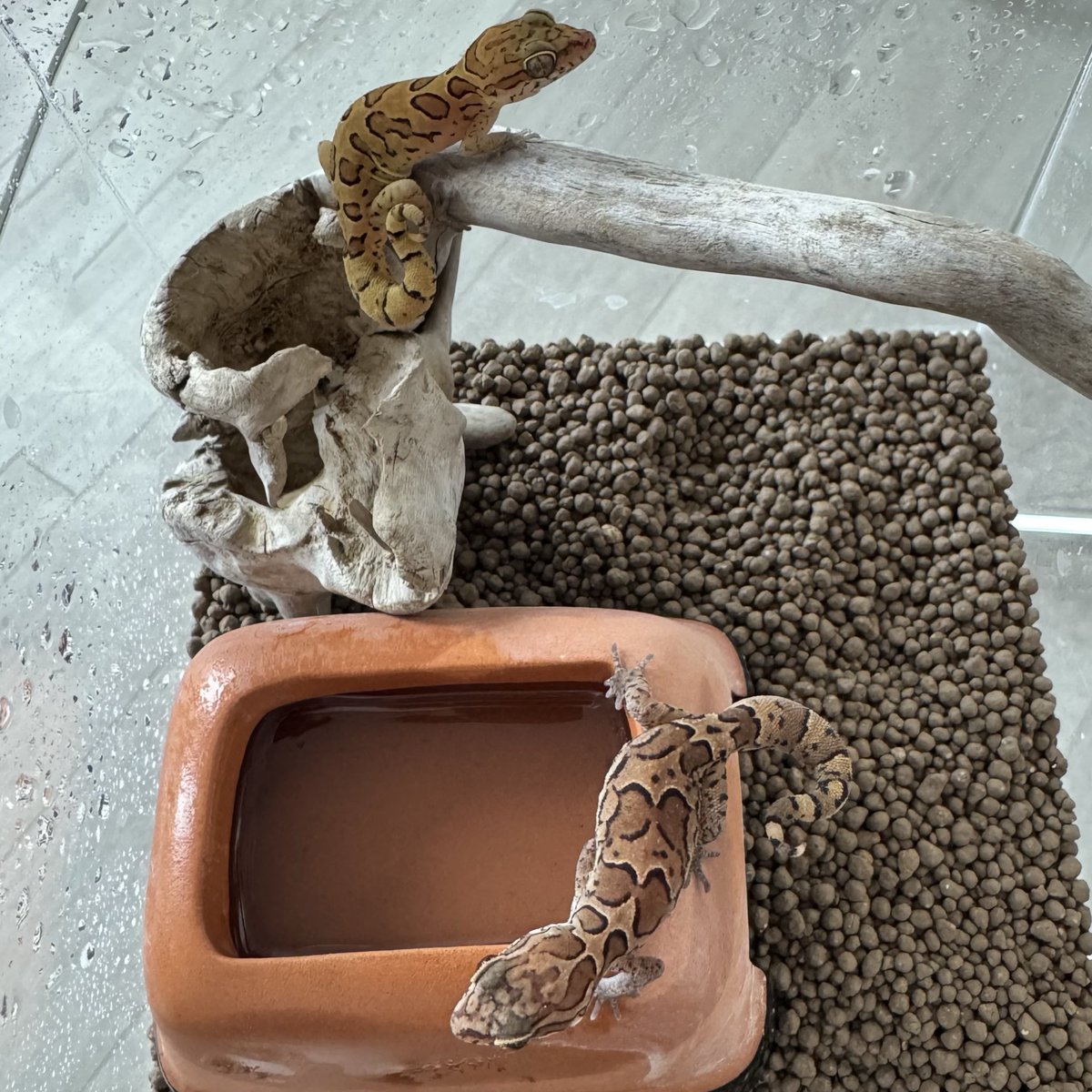 レビス tweet media