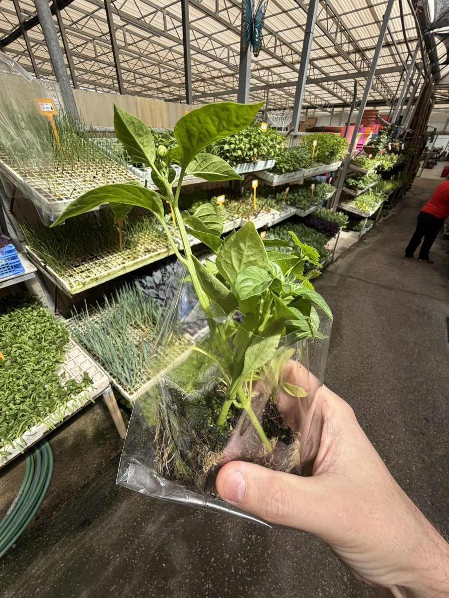 @levelsio tweet media