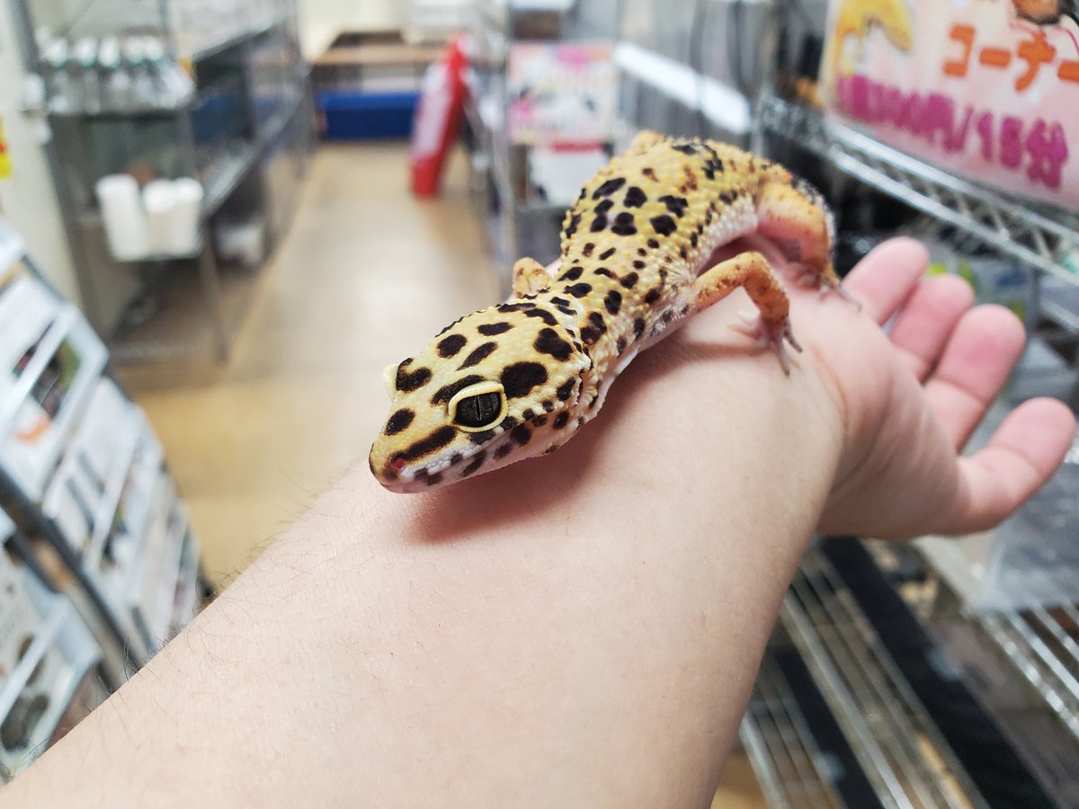 ペポニ@リミックスインター店 tweet media