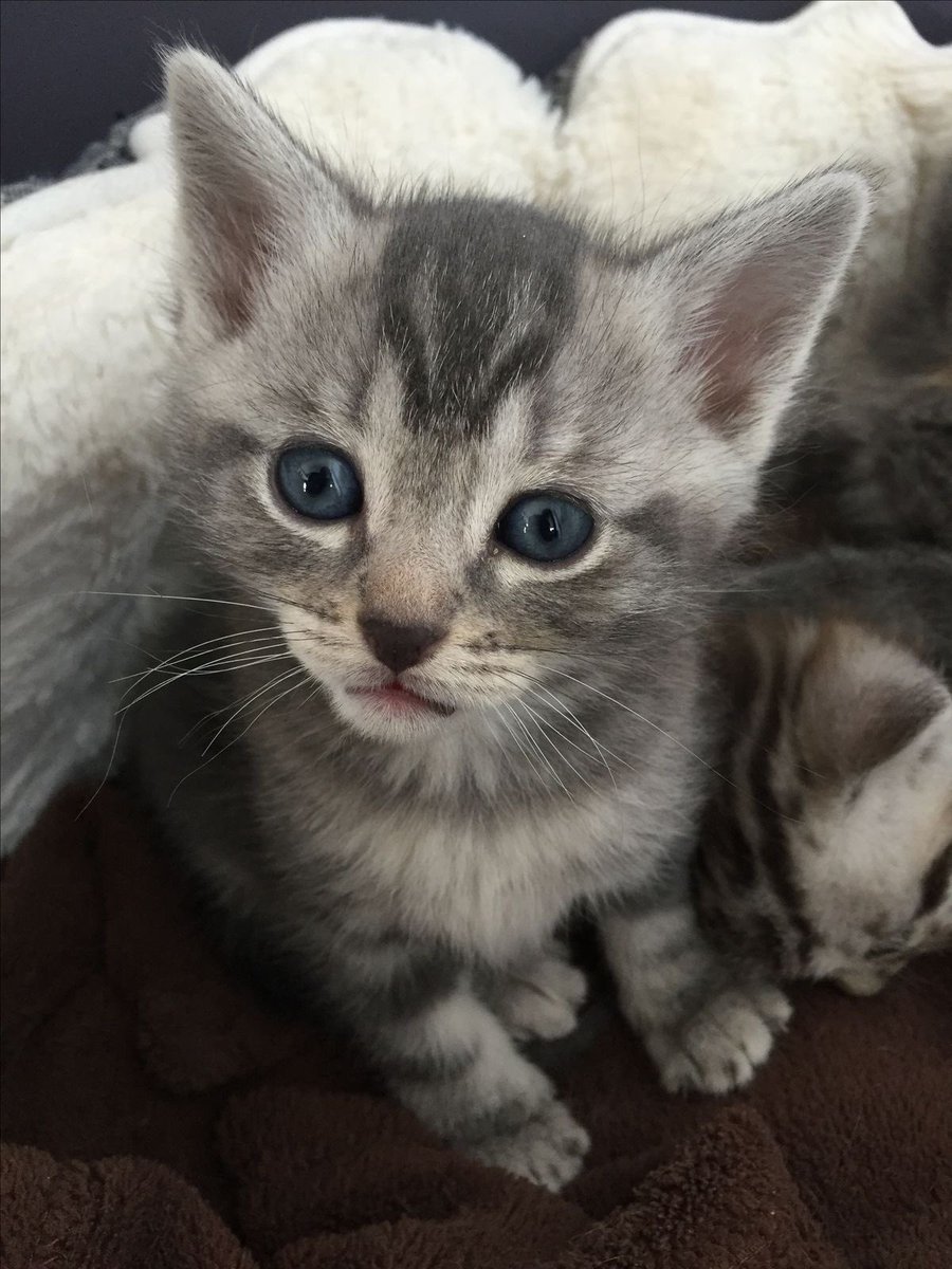 a :) joe locke defender tweet media