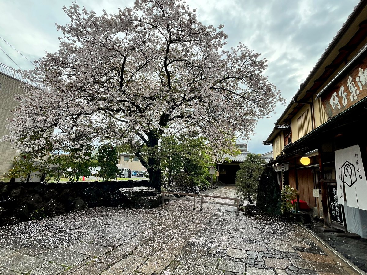 もう葉桜になっちゃったね