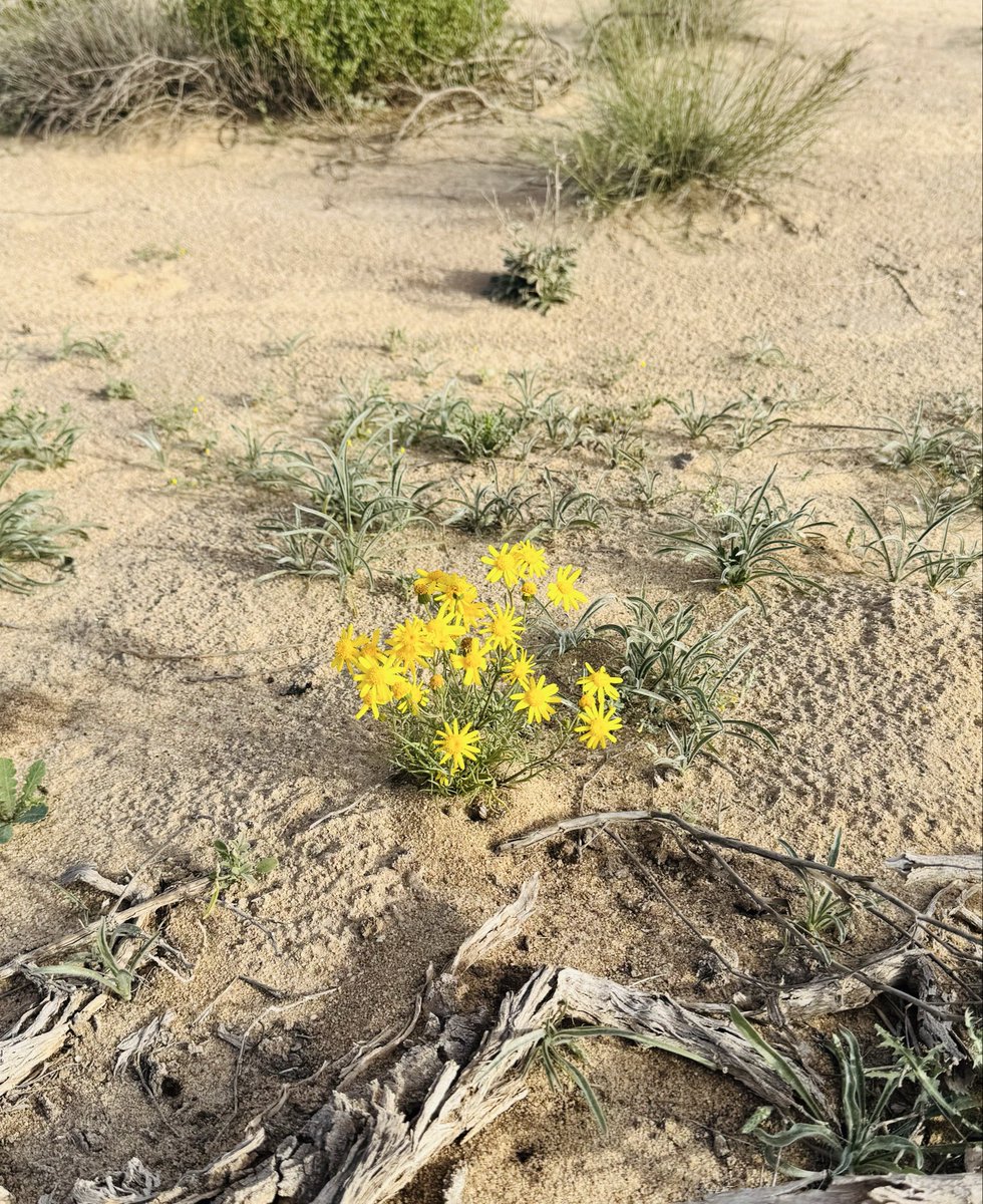 أحمد الفرهود tweet media