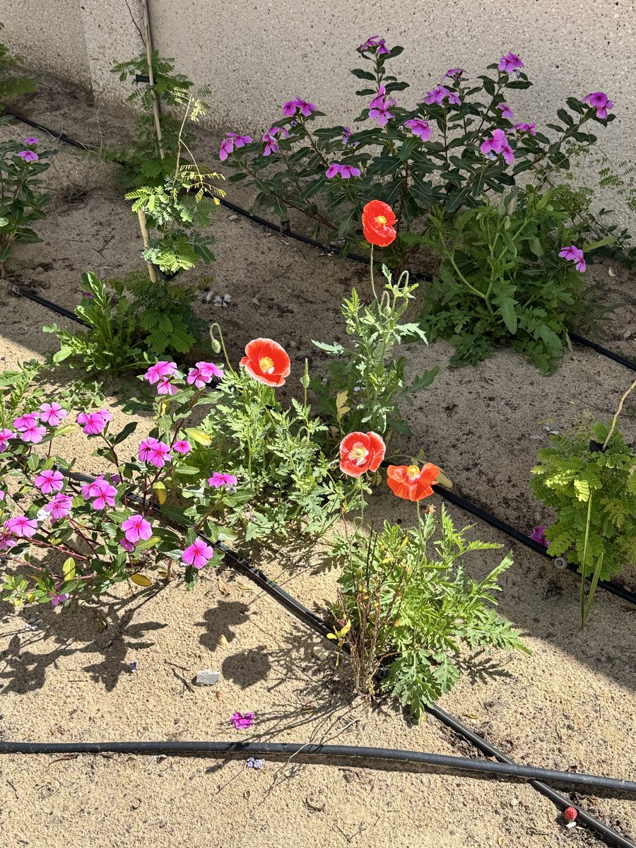 أحمد الفرهود tweet media