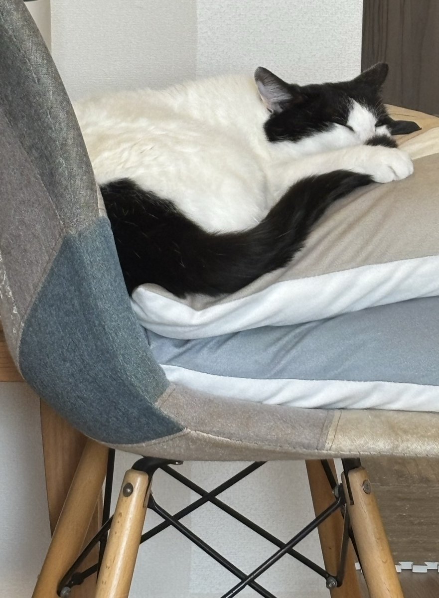 さまよいちゃんねる_彷徨行 伽（さまよいいかろ）固定ツイート予定あり tweet media