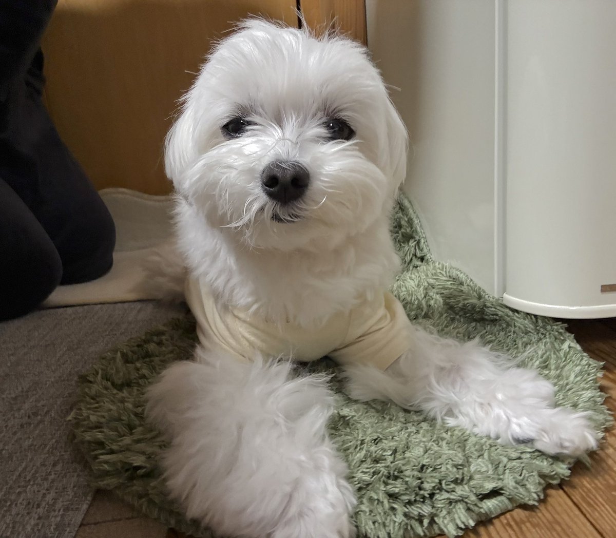 ⋆⸜ ポッケちゃん ⸝⋆ tweet media