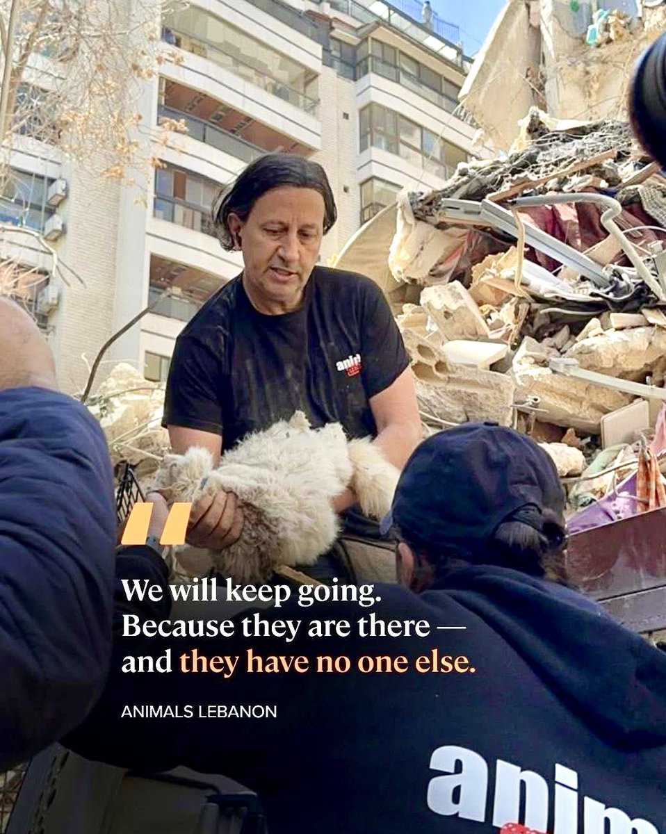 The Spirit of Lorenzo the Cat tweet media