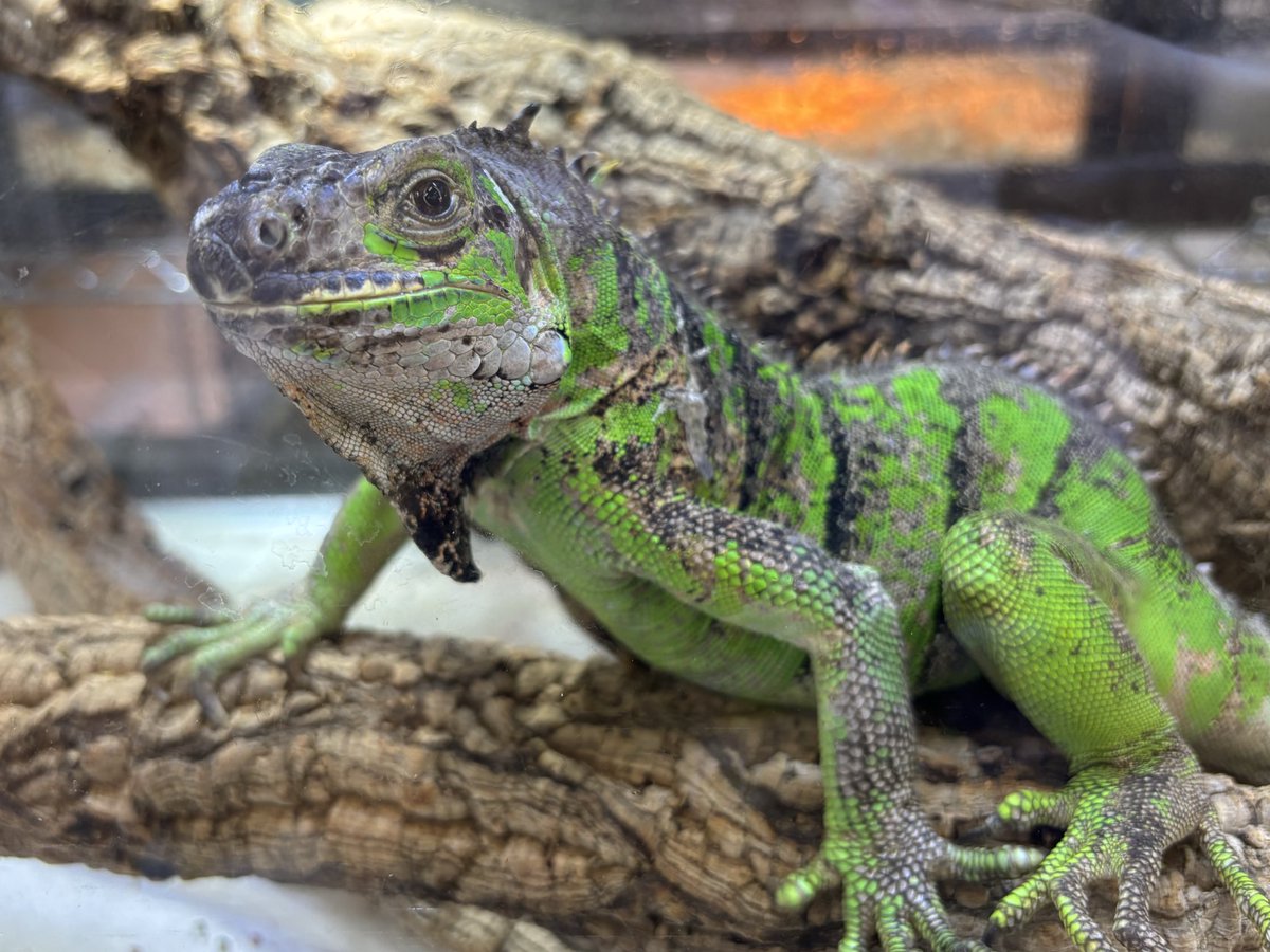 ペポニ@リミックスインター店 tweet media