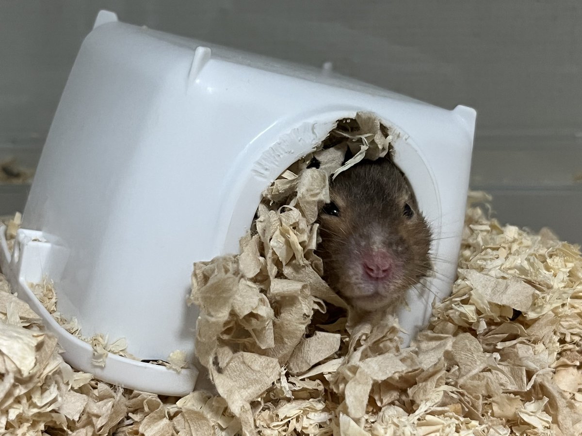 neverforgetpet's tweet photo. 柄で言ったらバンデットが1番好きだけど
バンデット＝ノーマルの柄よな。。。。？ https://t.co/NrFbsbDcfb