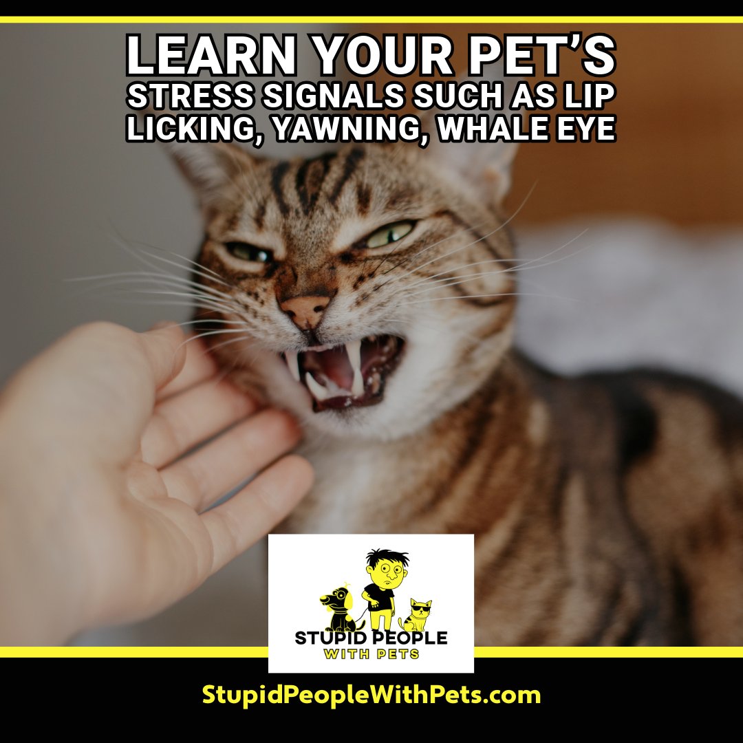 speoplewithpets's tweet image. 👀 Learn your pet’s stress signals such as lip licking, yawning, whale eye.

The Best Pet Podcasts: stupidpeoplewithpets.com

☀️ This will help you prevent fear, anxiety, and unwanted behavior issues early

#DogBodyLanguage #PetCommunication #ResponsibleOwner...