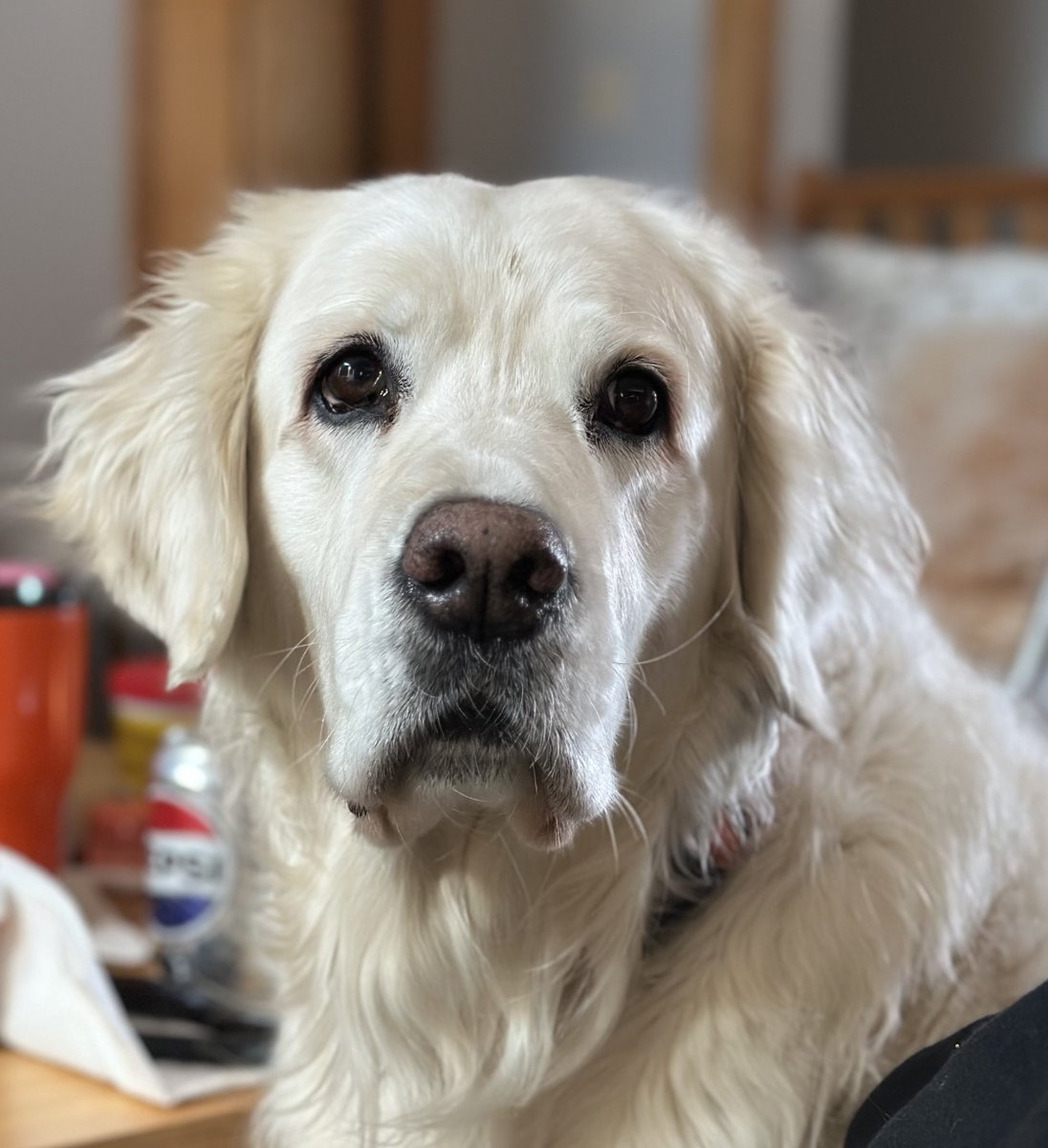 NorthernTails tweet media