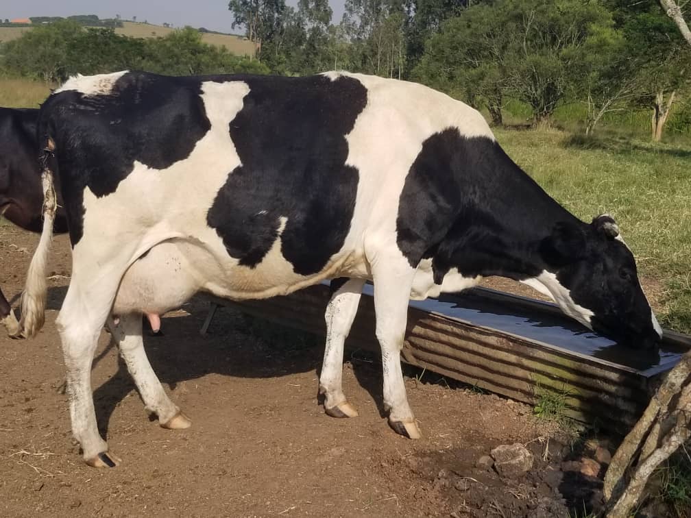 Allan Muhoozi Hasiyo tweet media