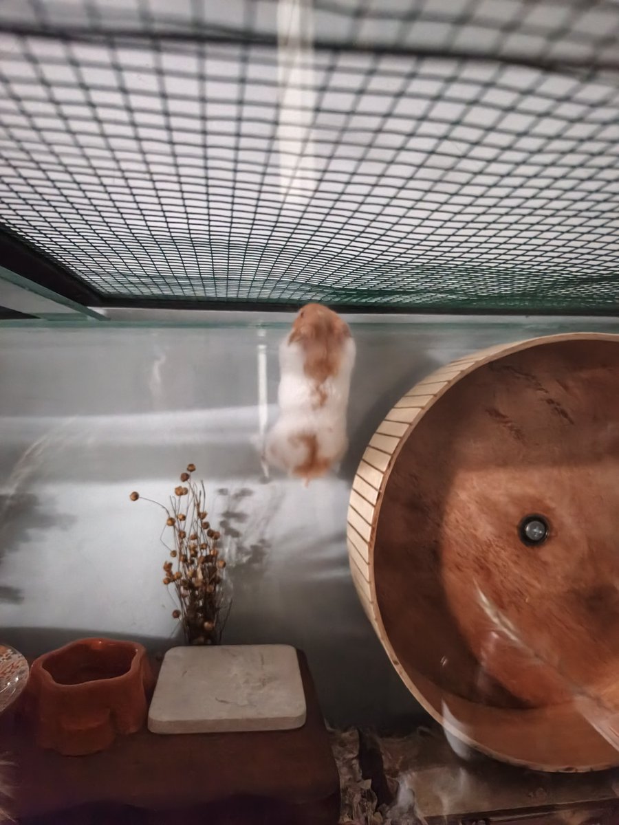 Tiny Bila 🐹 | Small Pet Care tweet media