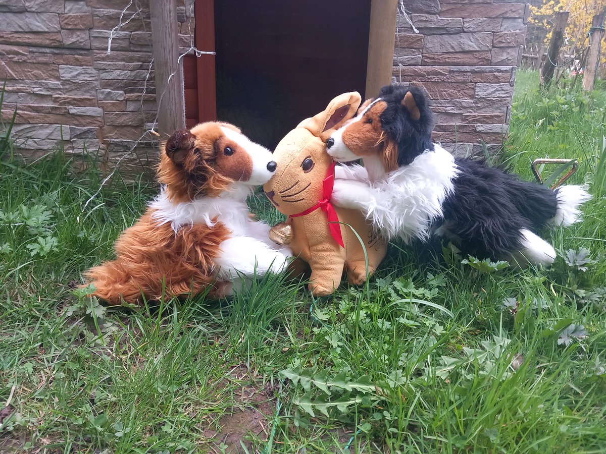 Sir Lucien Barkalot & Gavriel - The IT Collies tweet media