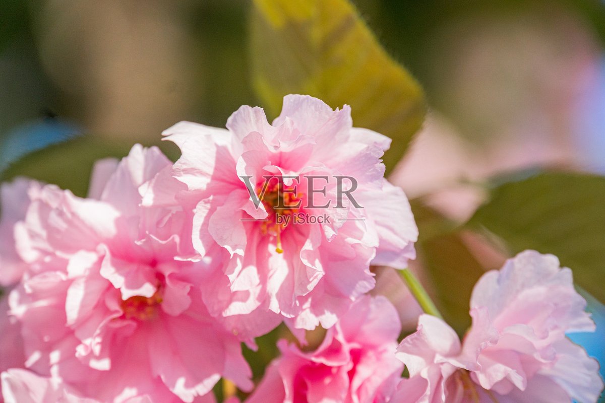 Daniel Zimlich tweet media