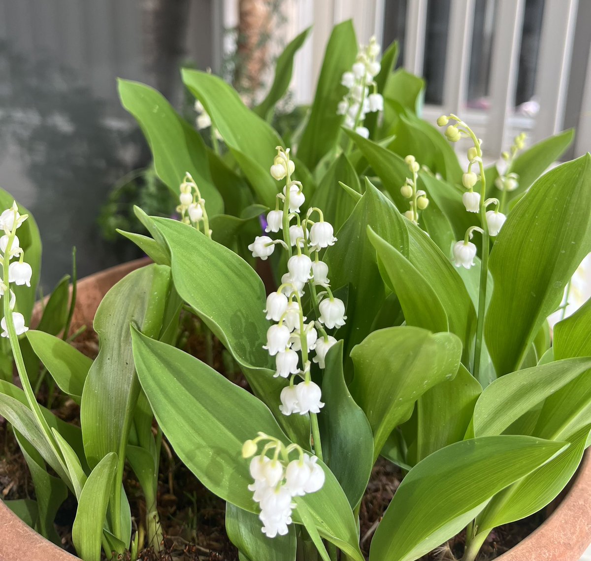 No es recorden els dies, es recorden els moments … i la flaire… 
Cesare Pavese
Muguet o lliri de maig.
(Convallaria majalis)
🤍🍃💚