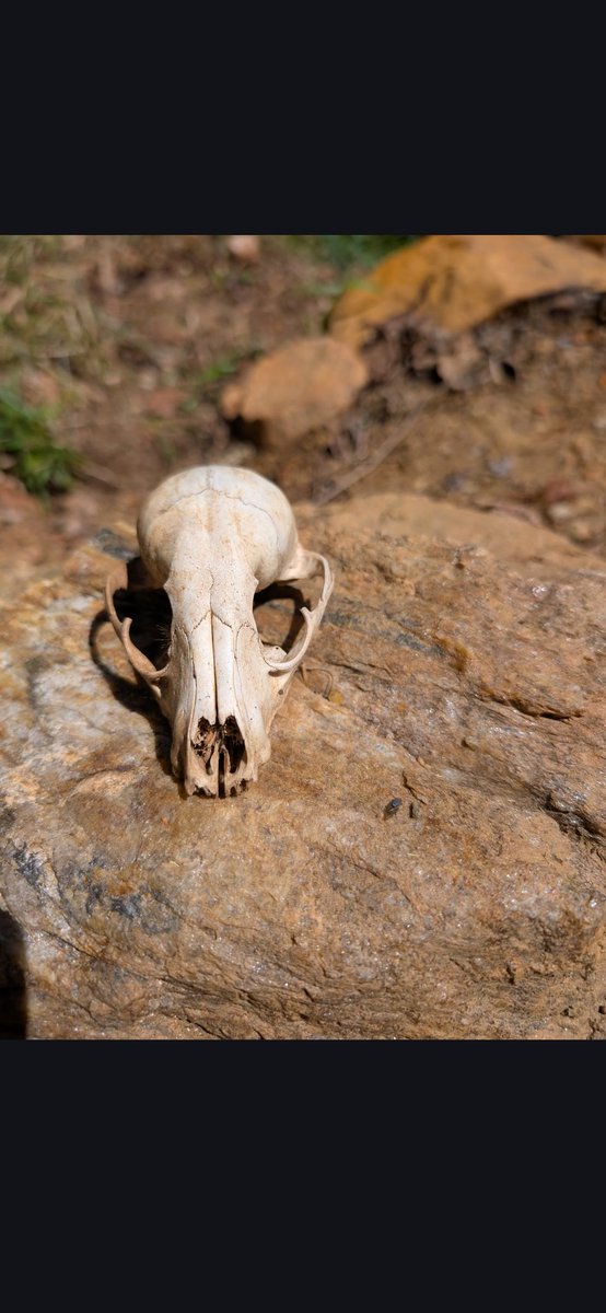 yore black friend? tweet media