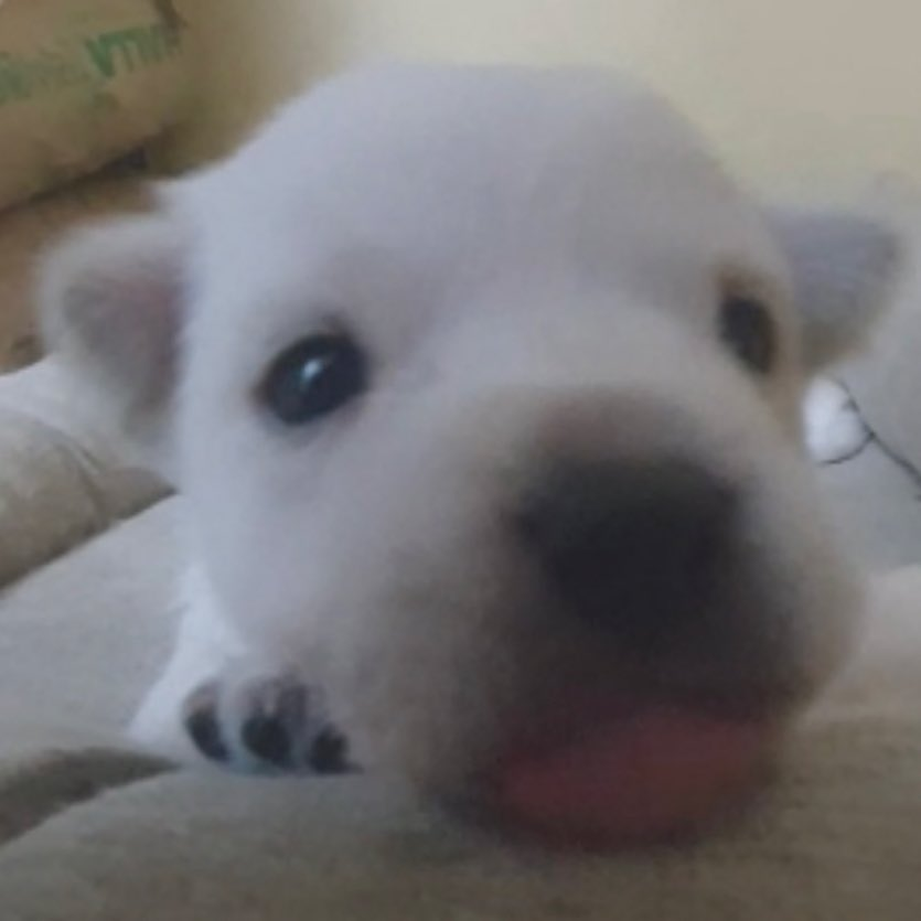 증싀이 tweet media