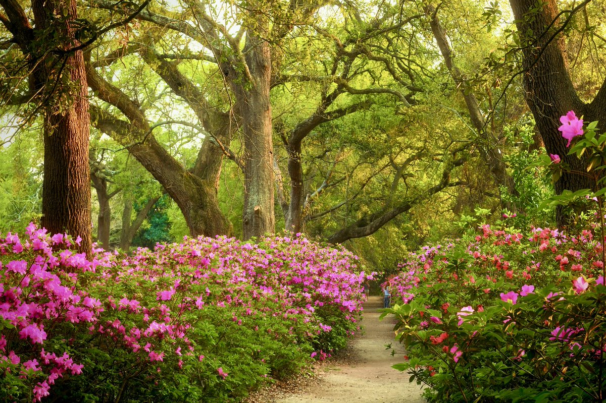 _Georgeobeid's tweet image. Secret Path: 

A hidden trail of blooming azaleas under a canopy of ancient oaks.

#SpringVibes #Nature #Garden
#LandscapePhotography #HiddenGem #DiebO37