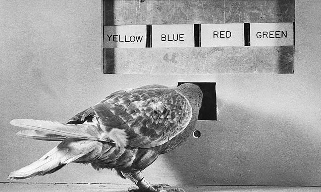 thecurioustales's tweet image. 🚨 Science says your brain is running on digital cocaine and you think it's normal.

In 1943, Harvard psychologist B.F. Skinner was running experiments on pigeons in his laboratory when his automatic food dispenser broke. Instead of delivering food pellets every time a pigeon