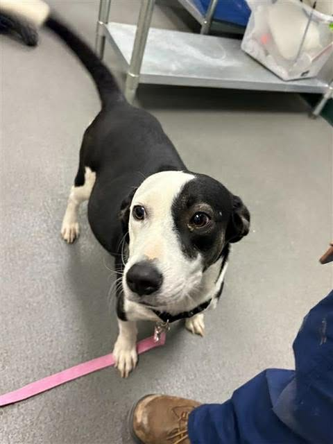 Furever Homes Dog Rescue of SETX tweet media