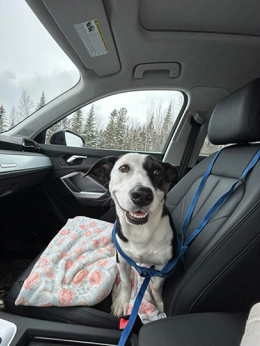 Furever Homes Dog Rescue of SETX tweet media