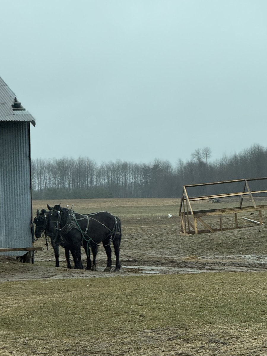 Nutmegbunny tweet media