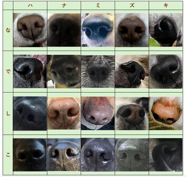 おじいちゃん犬 tweet media