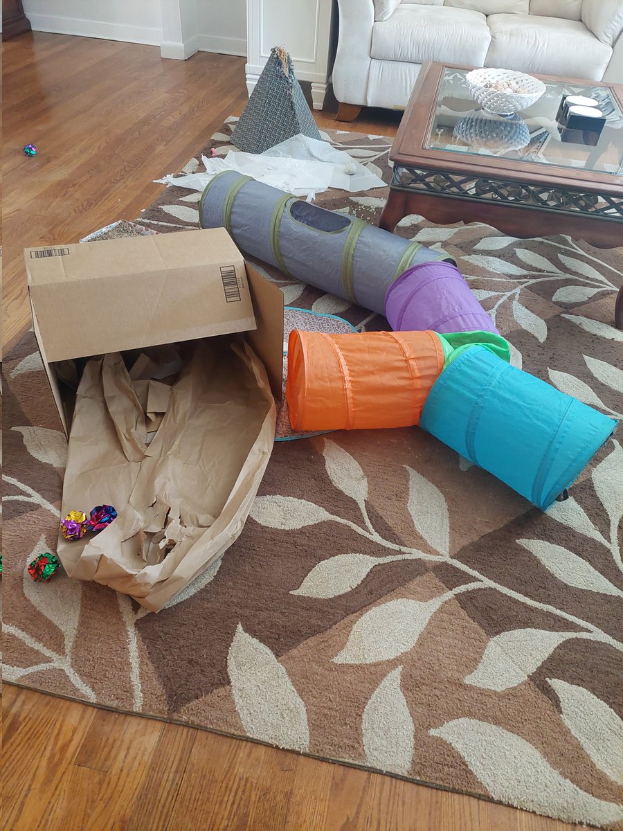 Joy Fregonese tweet media